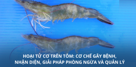 Hoại tử cơ trên tôm: Cơ chế gây bệnh, nhận diện, giải pháp phòng ngừa và quản lý